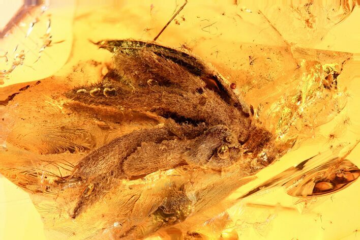 Huge and Detailed Fossil Hairy Flower In Baltic Amber #362679